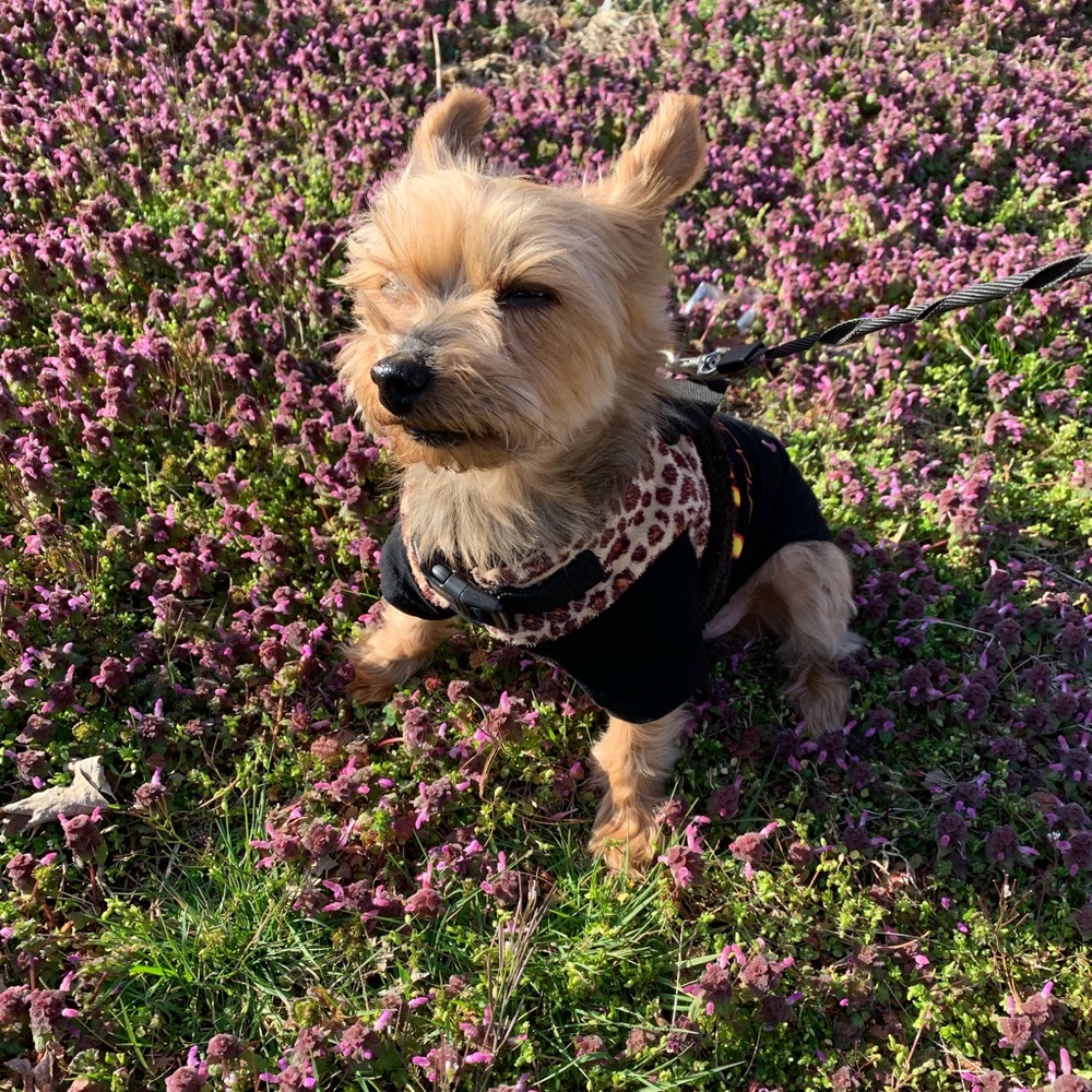 Hi, I’m Gracië! Part time posher & fulltime dog ma - Picture 5 of 6